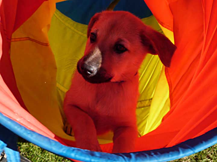 chinook puppy